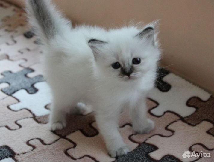 Невские котята