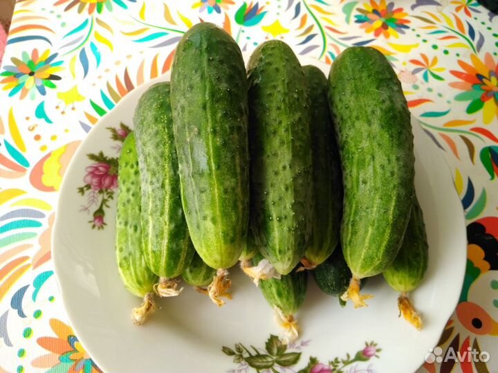 Огурцы, помидоры, черный крыжовник, смородина