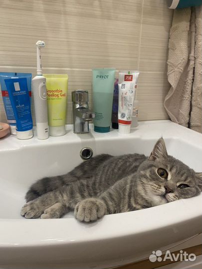 Кошка в дар бесплатно