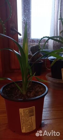 Хлорофитум