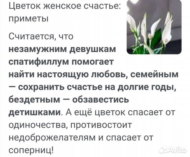 Спатифиллум