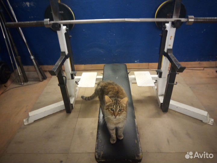 Котики серый и рыжий