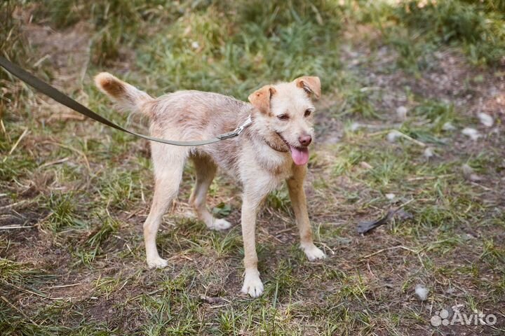 В добрые руки симпатяга Тайсон