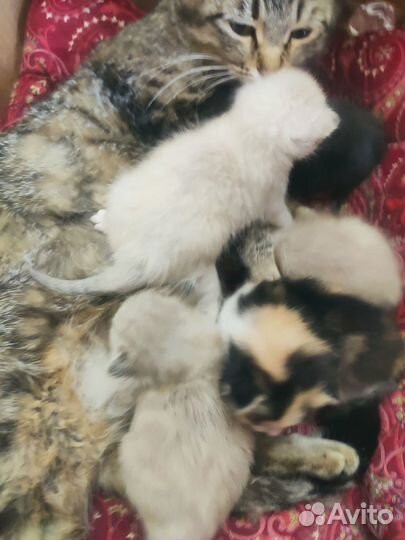 Котята в добрые руки