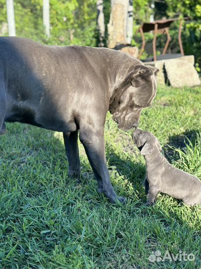 Щенки Кане корсо