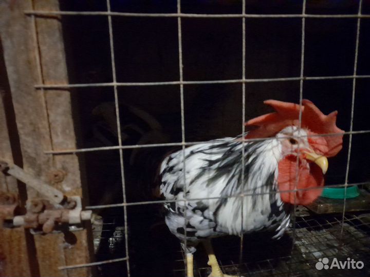 Куры несушки Долматинец