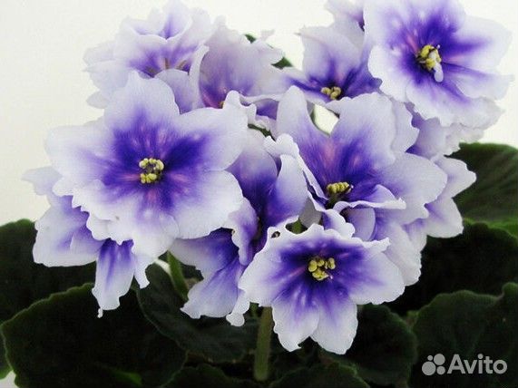 Фиалки сортовые детки