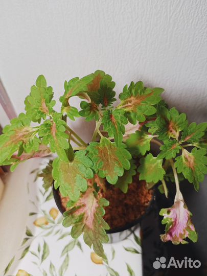 Цветок Колеус Визард Корал восход