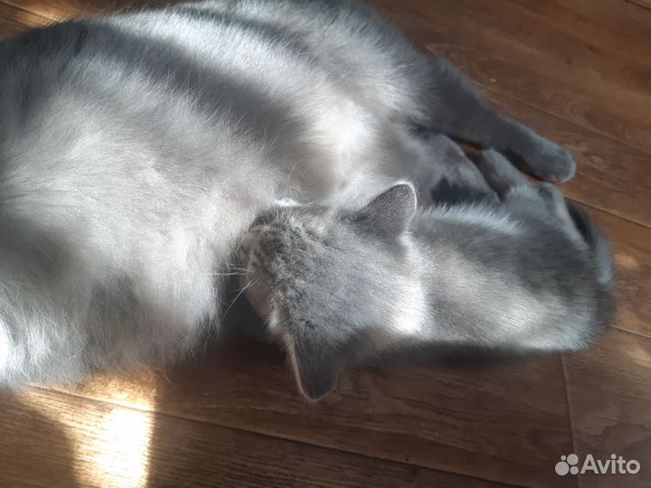 Котёночек мальчик