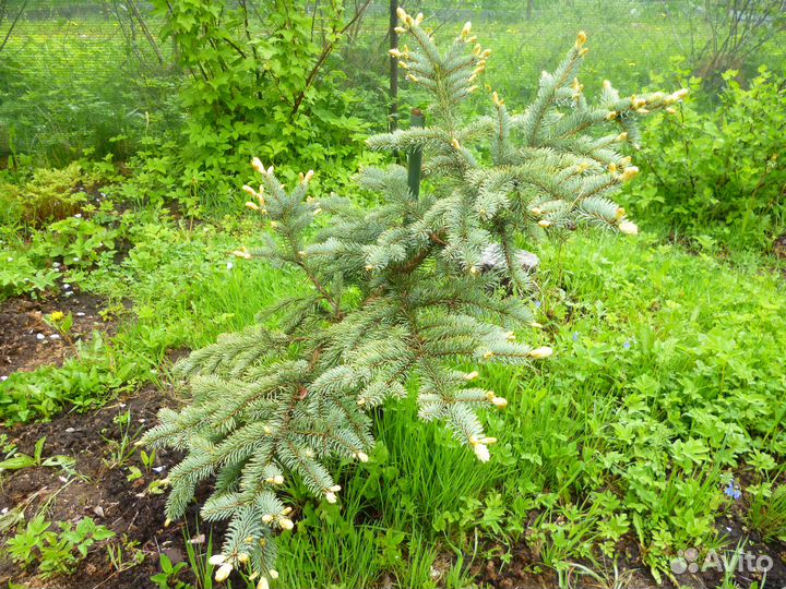 Ель колючая (сорт 'Bialobok')