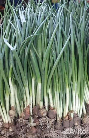 Лук, зелень, руккола