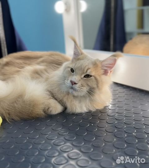 Груминг, стрижка собак