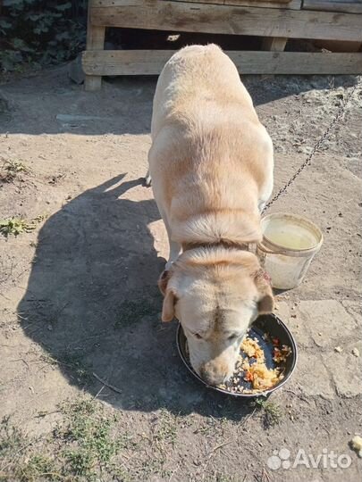 Чистокровные лабродоры