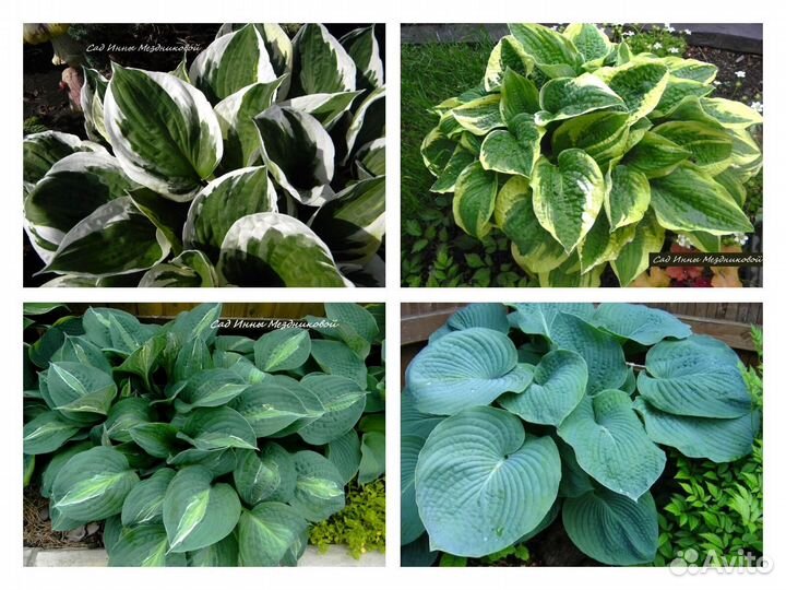 Хосты сортовые