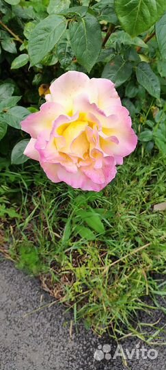 Спирея Вангутта.Невеста