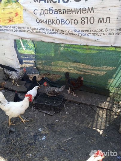 Петухи