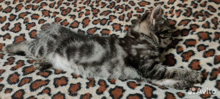 Кошки бесплатно