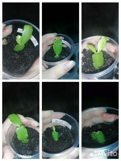 Декабрист шлюмбергера