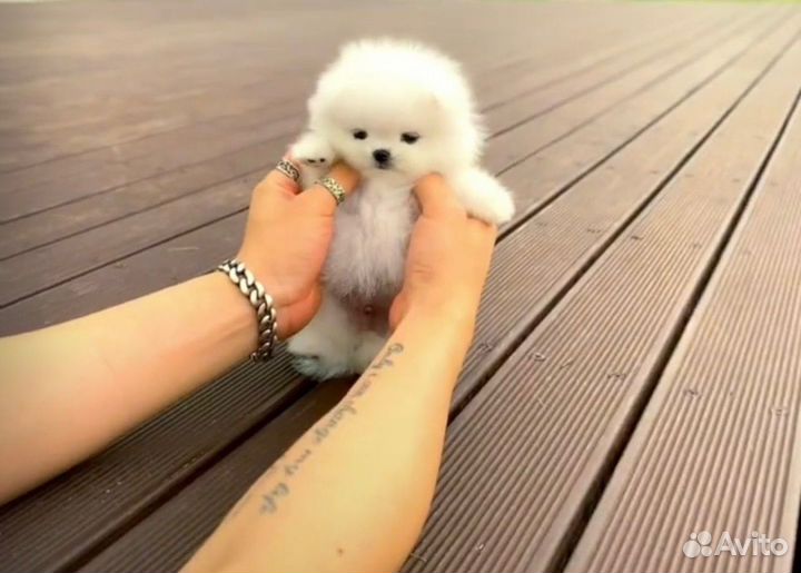 Шпиц померанский супер-мини лапочки