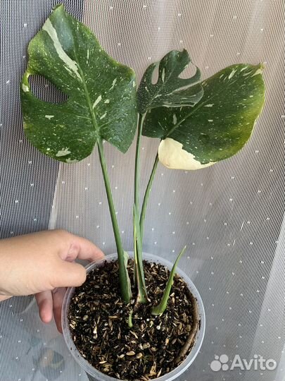 Монстера Тайское Созвездие