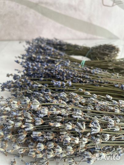 Лаванда сухоцвет