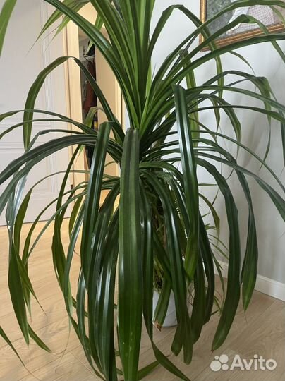 Пальма панданус