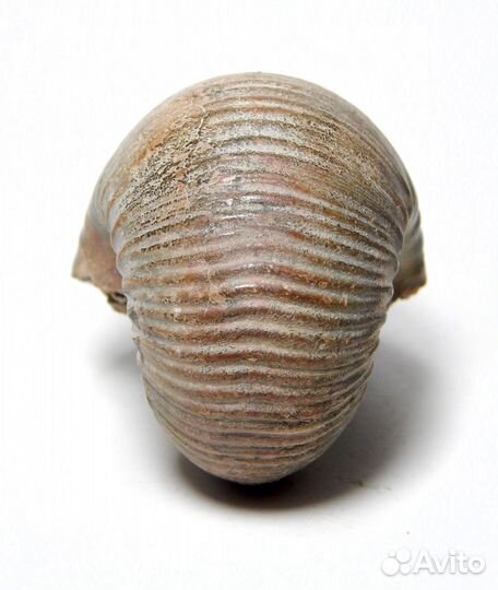 Аммонит Eboraciceras carinatum