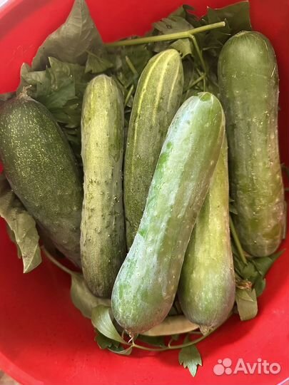 Помидоры, огурцы, перцы, баклажаны домашние