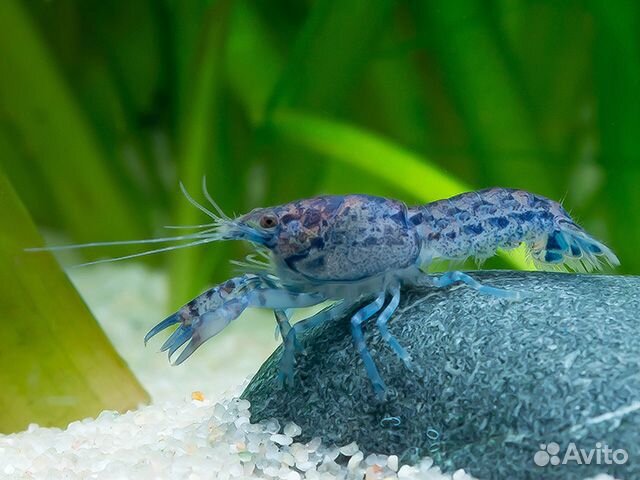 Карликовый рак. Болотный. Рак голубой. Корм. Фон