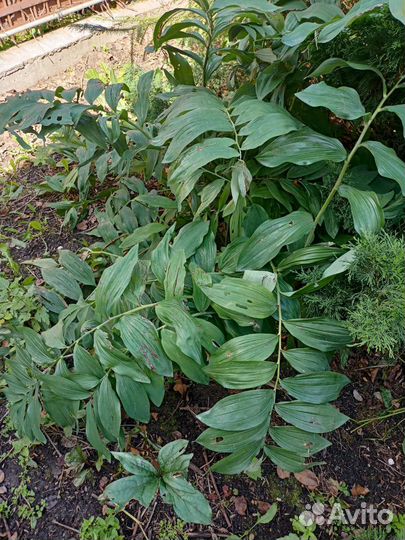 Саженцы барбариса