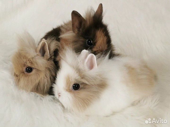 Кролики из Питомника. Срочная Доставка