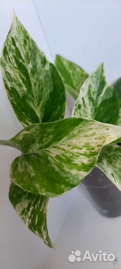 Сингониумы, пеперомии, сциндапсус (эпипремнум)