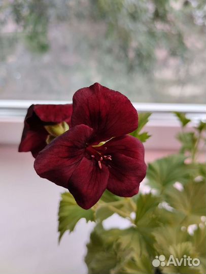 Герань пеларгония королевская