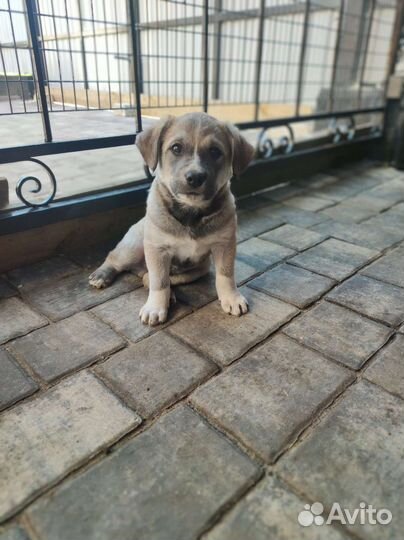 Щенки бесплатно