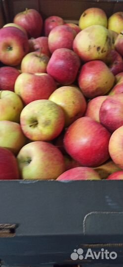 Яблоки свежие на сок сушку уксус варенье