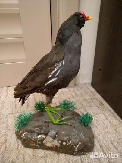 Птица чучело Петушок болотной курочки