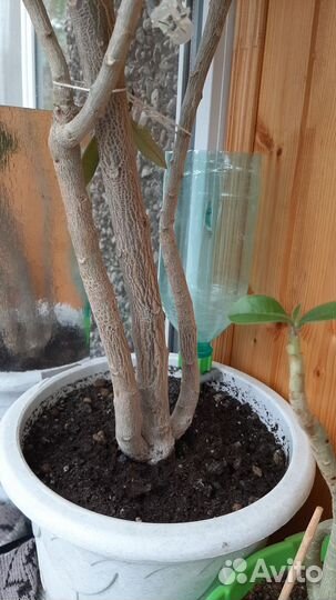 Комнатные экзотические растения