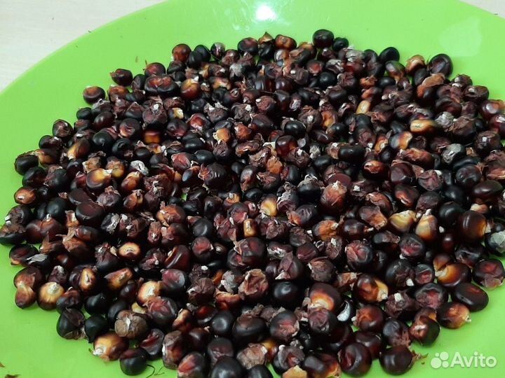 Кукуруза декоративная Пёстрая лента