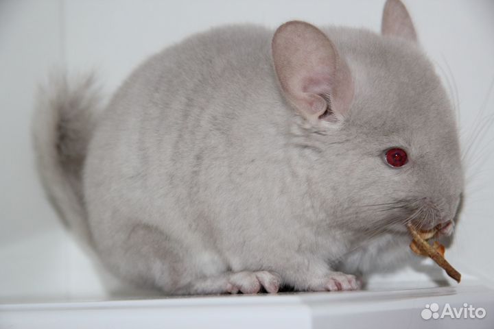 Шиншилла Ангора эбони и гомобежевая девочки