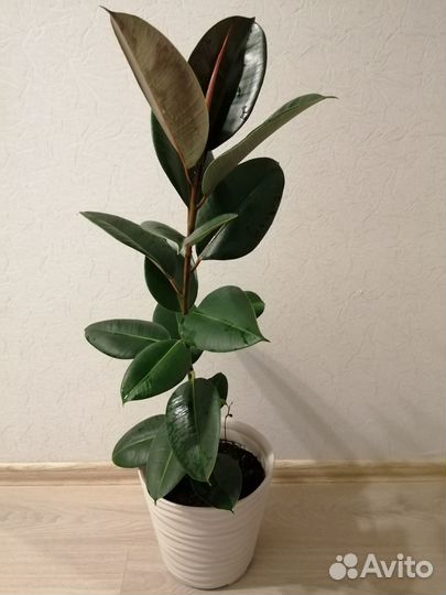 Фикус