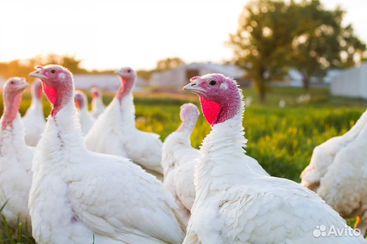 Упаковка/разделка индейки Вахта до 5000 смена