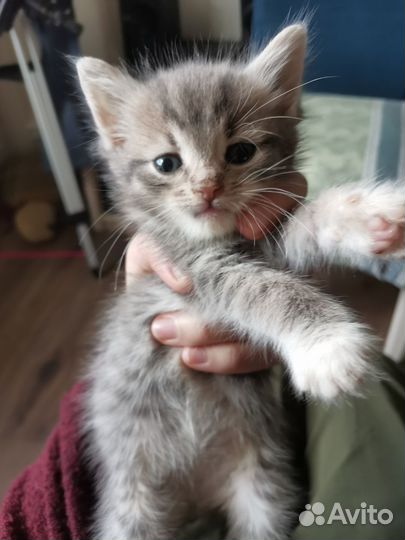 Котенок ищет дом