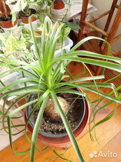 Бокарнея нолина