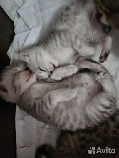 Шотландские вислоухие котята,прямоухие