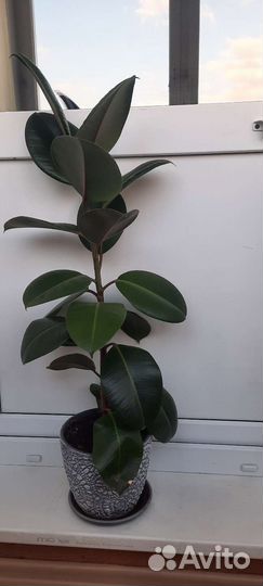 Фикус каучуконосный