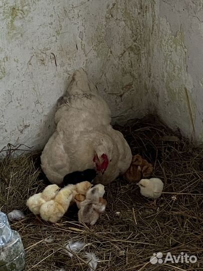 Цыплята суточные