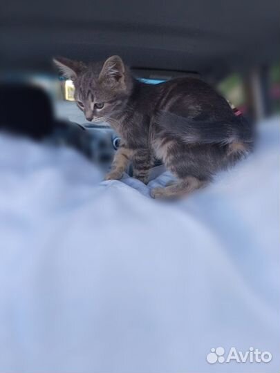 Красивая котя