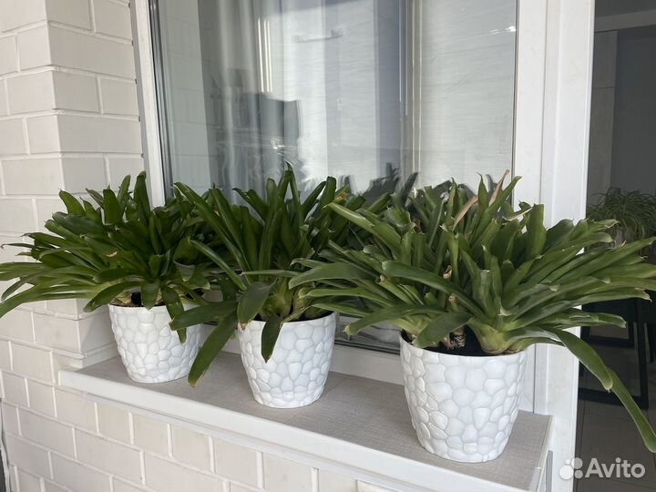 Цветы домашние в горшках