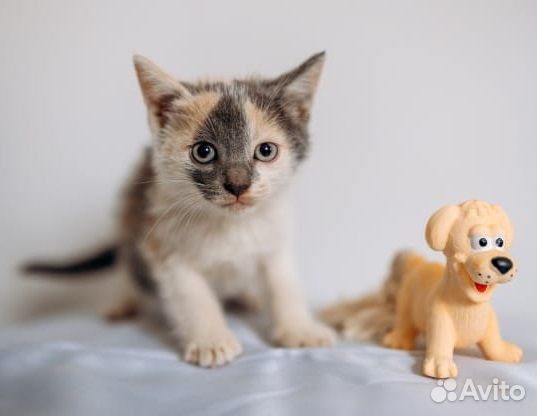 Отдам котят в добрые руки