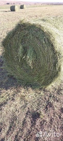 Продаю сено